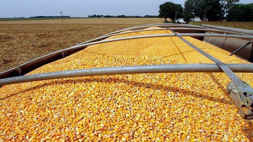 مافیای نهادههای دامی مافیای نهادههای دامی
