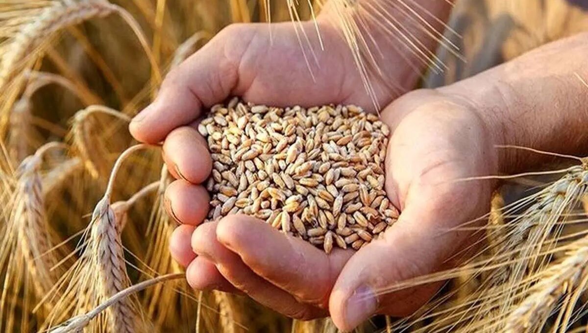 قیمت خرید تضمینی گندم ۱۴۰۵ مشخص شد؟ قیمت خرید تضمینی گندم