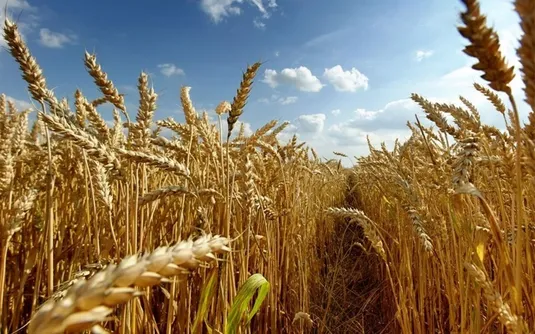 اجرای بیمه اجباری گندم و دانه&zwnj;های روغنی از پایان آذر