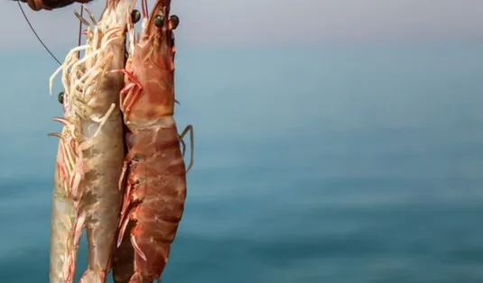 پیش&zwnj;بینی تولید ۵۰ هزار تن میگوی پرورشی در سال ۱۴۰۴