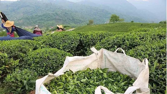 پایان خرید تضمینی برگ سبز چای