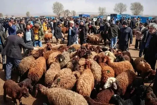 چرا واردات گوشت قرمز متوقف شد؟