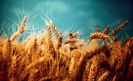 همه مطالبات گندم&zwnj;کاران پرداخت شد/ روند پرداخت مطالبات برای سال آینده متفاوت خواهد بود