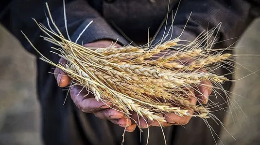 نوروزی: ۹۵ درصد مطالبات گندم&zwnj;کاران پرداخت شد
