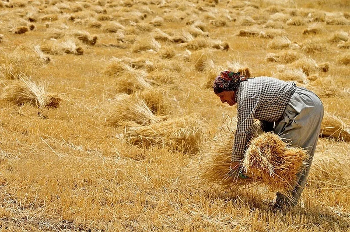مهلت ۳۹ روزه دولت برای پرداخت ۱۰۱ همت مطالبات گندم‌کاران