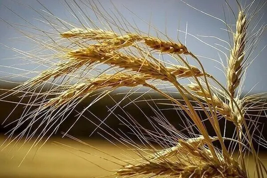 ۴۰ هزار میلیارد تومان از مطالبات گندم&zwnj;کاران پرداخت نشده است