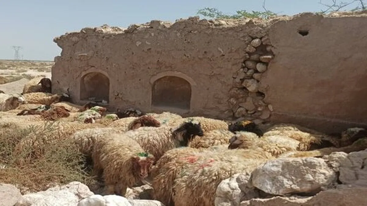 قیمت گوسفند و گوساله چه تغییری کرد؟