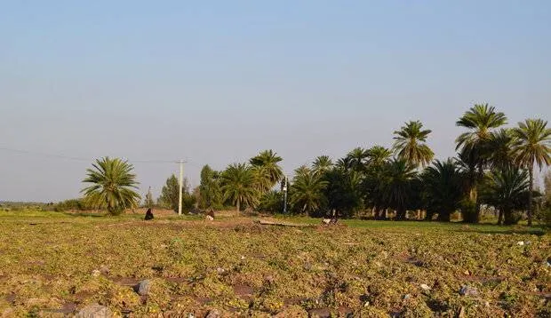 سیل