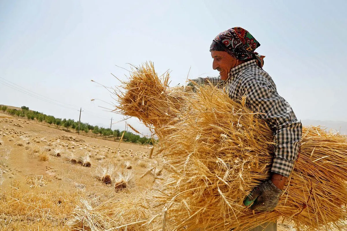آسیب به امنیت غذایی کشور درصورت ابلاغ دیرهنگام نرخ خرید تضمینی