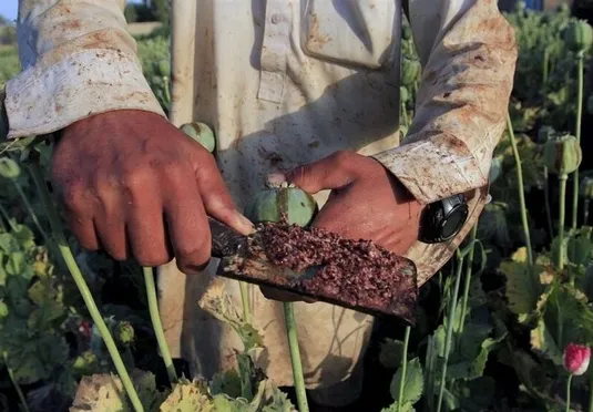 کشت خشخاش در تهران ناچیز است