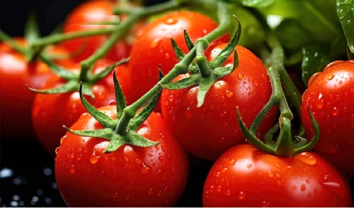 قیمت گوجه