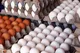 خرید حمایتی تخم‌مرغ و صادرات به افغانستان و پاکستان آغاز شد