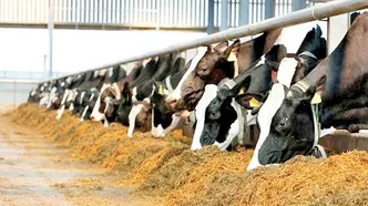 تاخیر در پرداخت مطالبات ارزی واردکنندگان کالاهای اساسی ۱۷ ماهه شد