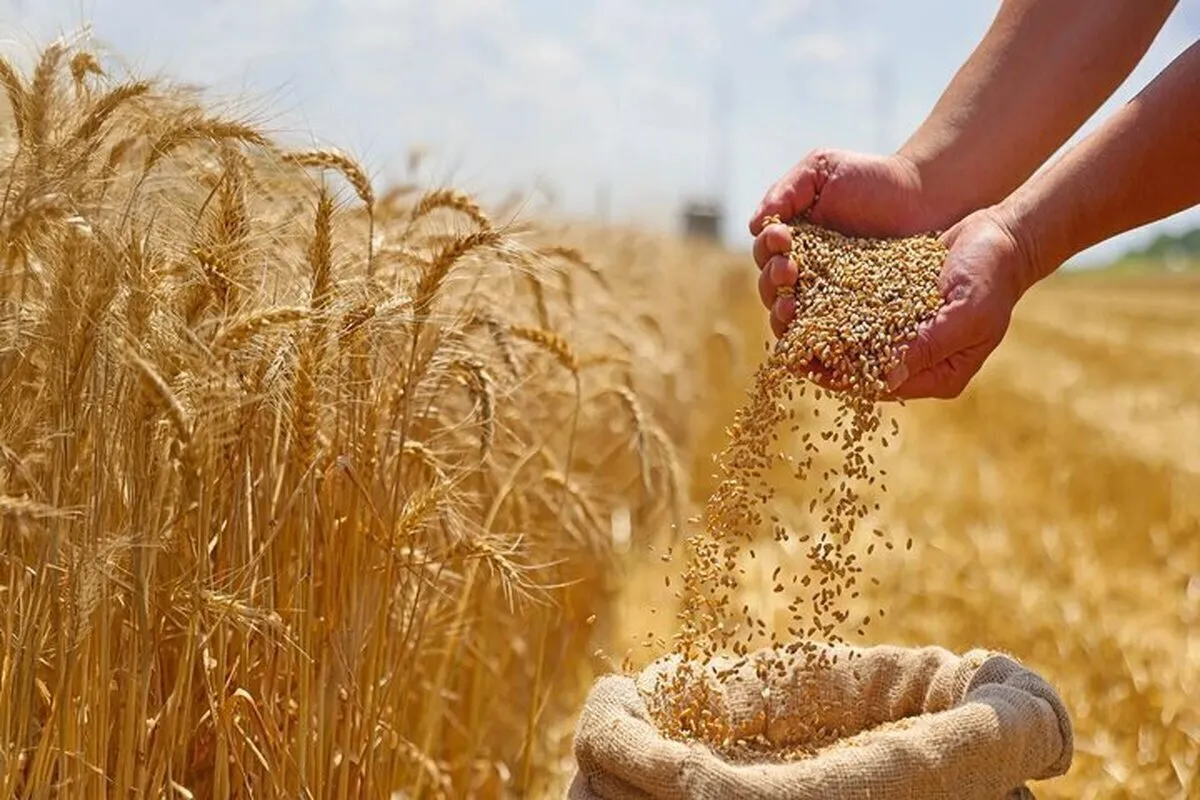 پیشنهاد گندم ۵۲ هزارتومانی به دولت