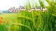 باغداران تعجیل در برداشت میوه را در دستور کار قرار دهند