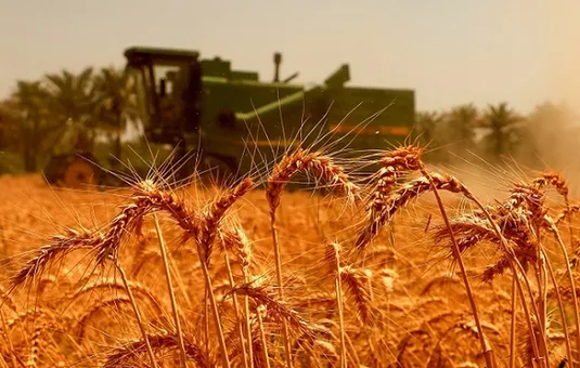 پرداخت ۱۵ همت از مطالبات گندمکاران