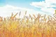 قیمت خرید گندم امروز ۲۱ شهریور ماه در بازار جهانی