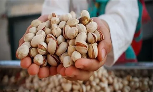 صادرات ۱۰۰ هزار تن پسته به ۶۷ کشور در ۹ ماه