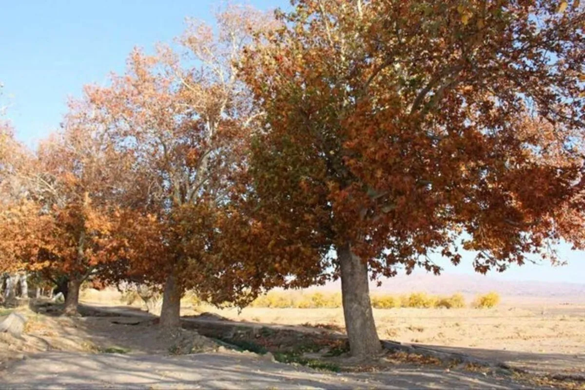 کاهش ۸۲ درصد بارش‌های ایران/ پاییز از تابستان هم خشک‌تر شد