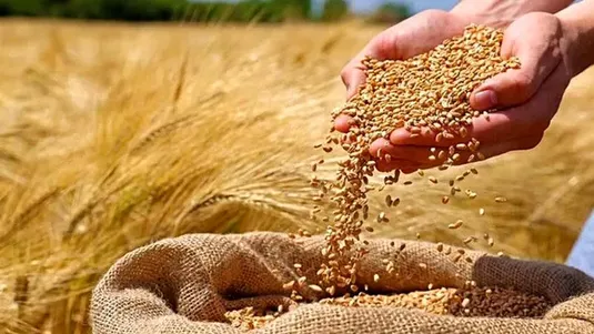 کشت گندم دیم در برخی استان ها آغاز شد