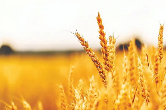 رقابت جهانی برای تولید گندم مقاوم به خشکی؛ وضعیت روبه رشد ایران در آسیا