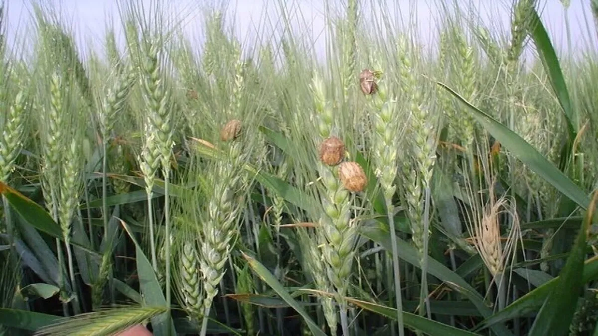 سن زدگی گندم به ۷۰ هزارتن رسید
