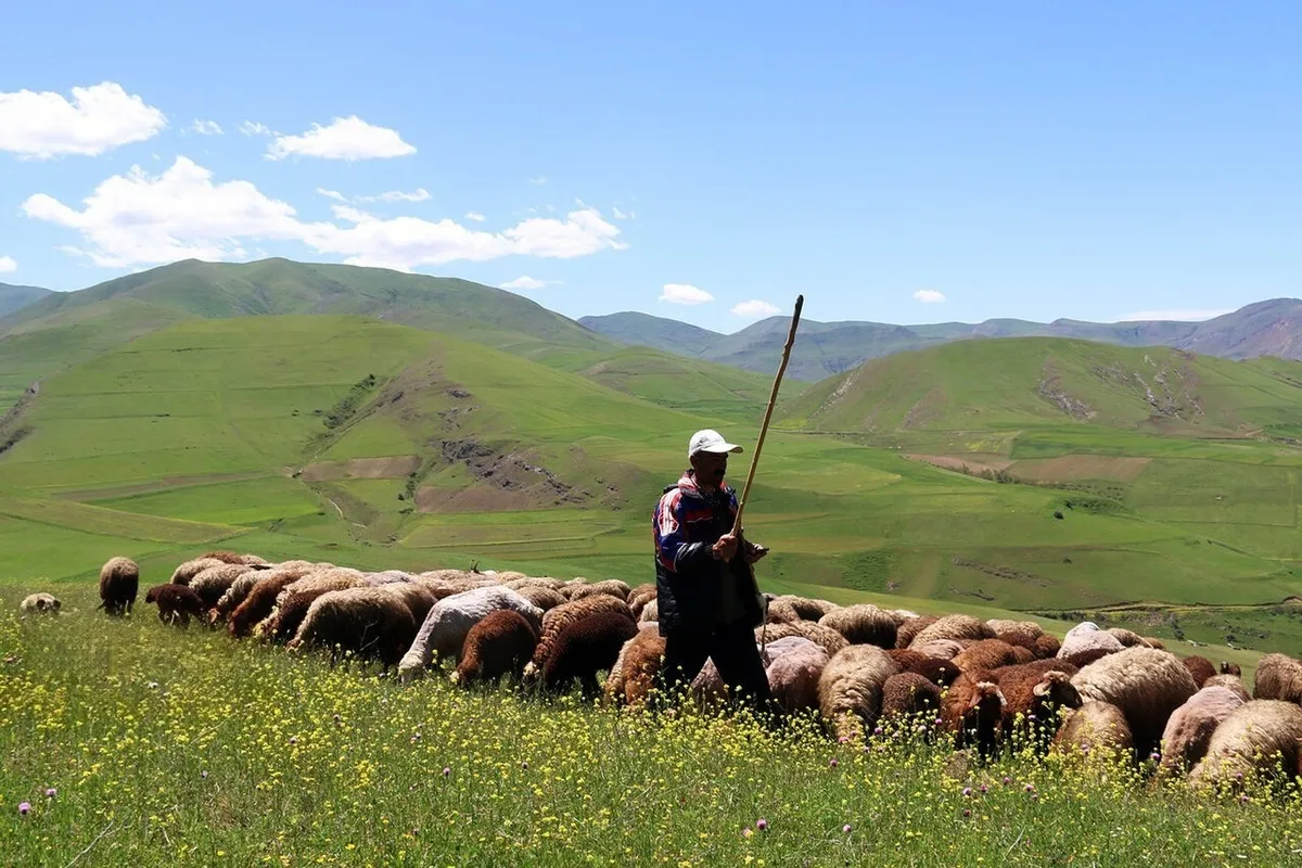 نهاده گران، گوشت گران‌تر