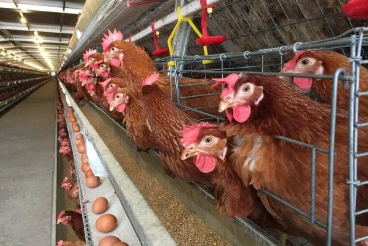 بسته حمایتی دولت از مشتریان نهاده فقط آنها را بدهکارتر می‌کند