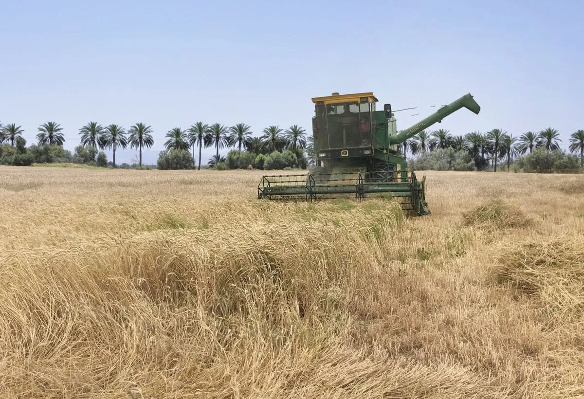 شورای قیمت‌گذاری امسال برای گندمکاران گل کاشت