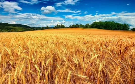 میزان خرید تضمینی گندم از مرز ۱۱ میلیون و ۳۳۲ هزار تن گذشت
