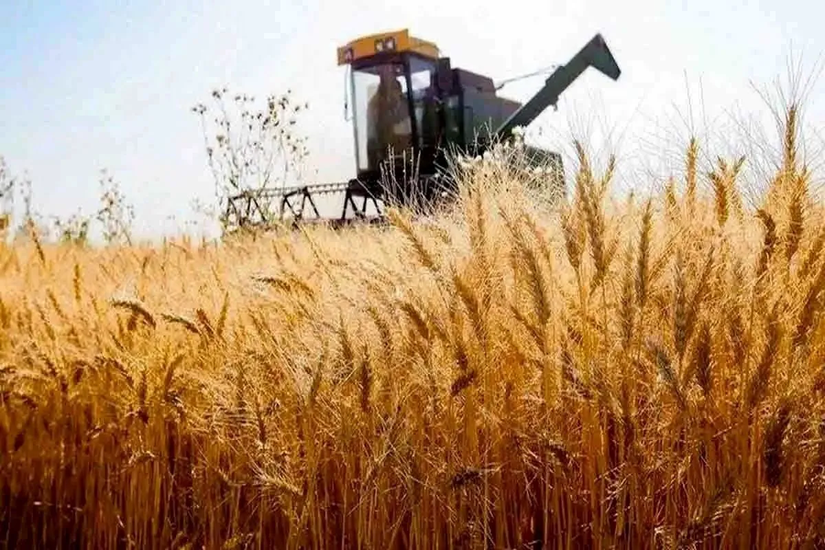 کشاورز انگیزه کشت ندارد؛ خرید تضمینی گندم ۵ میلیون تن کمتر شد