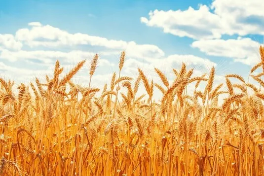 پرداخت مطالبات گندم&zwnj;کاران از ۱۵۰ همت گذشت
