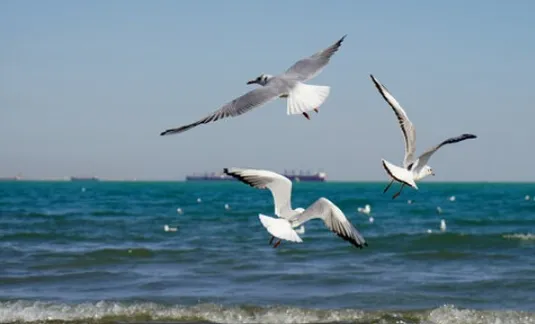 صدور هشدار نارنجی برای خلیج&zwnj;فارس؛ ارتفاع موج به ۲۴۰ سانتی&zwnj;متر می&zwnj;رسد