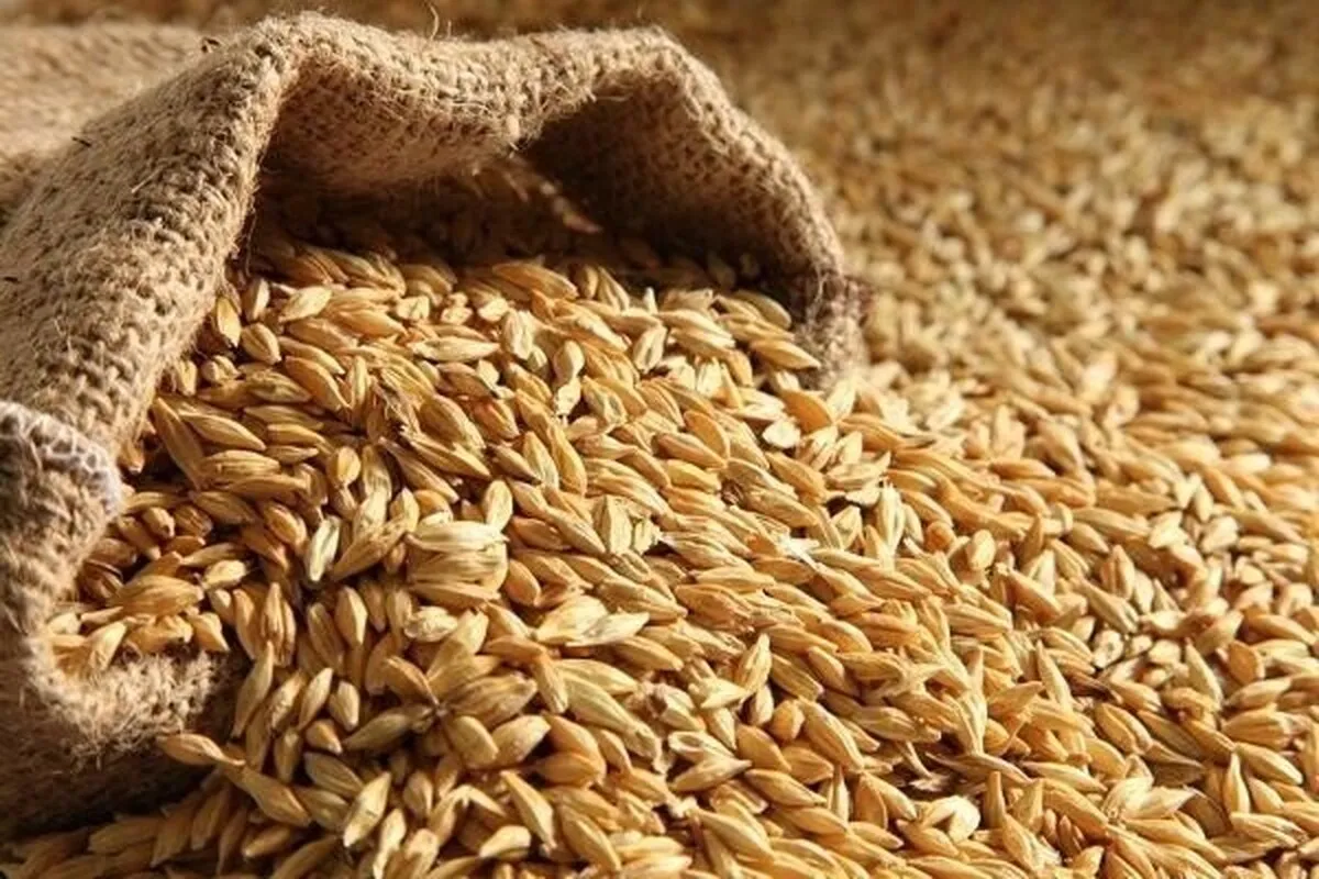 ثبت سفارش جدید جو فردا آغاز می‌شود