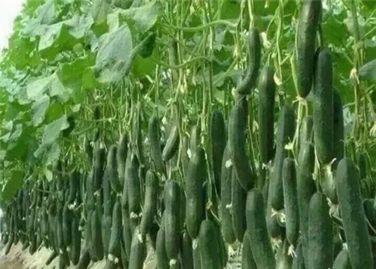 قیمت انواع میوه و سبزی&zwnj;جات در روزهای اول مرداد