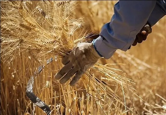 پرداخت ۳ هزار و ۲۰۶ میلیارد تومان دیگر از مطالبات گندم&zwnj;کاران