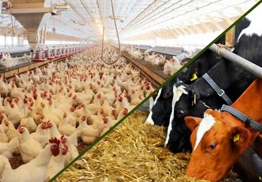 نهاده&zwnj;های دامی بدون تغییر قیمت تا پایان سال توزیع می&zwnj;شود