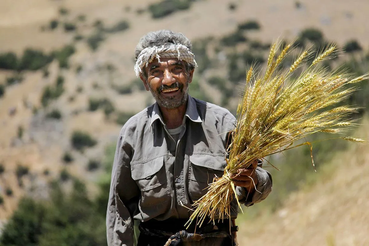 گندمکاران ۱۰۳ همت طلبکار هستند