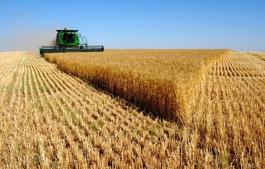 نقش دیمزارها در تولید گندم و امنیت غذایی