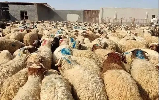 قیمت دام زنده امروز ۱۸ دی&zwnj;ماه ۱۴۰۴ / گوسفند گران شد + جدول