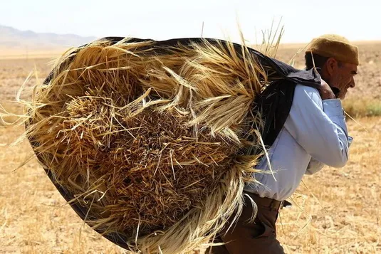 خلف&zwnj;وعده دولت در پرداخت پول گندم&zwnj;کاران