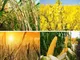 خیانت به خودکفایی با تعلل در تعیین نرخ تضمینی محصولات کشاورزی