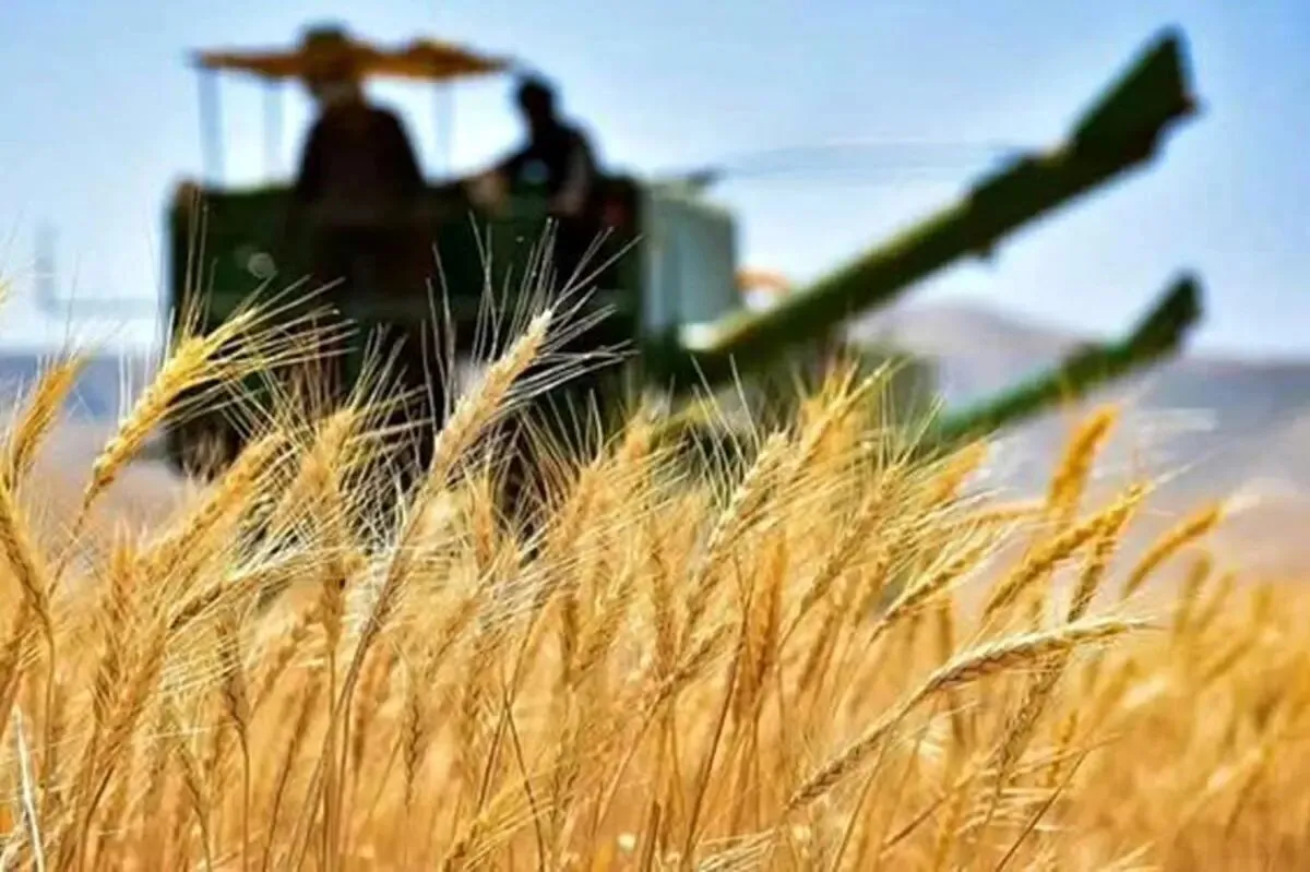 بلاتکلیفی در نرخ‌گذاری خرید تضمینی؛ سردرگمی کشاورزان در آستانه کشت پاییزه