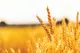 رقابت جهانی برای تولید گندم مقاوم به خشکی؛ وضعیت روبه رشد ایران در آسیا