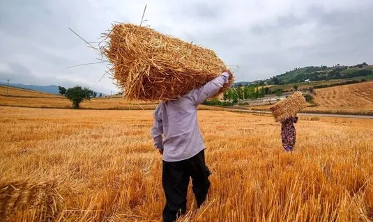 ۳۷ همت مطالبات گندم&zwnj;کاران هنوز پرداخت نشده است