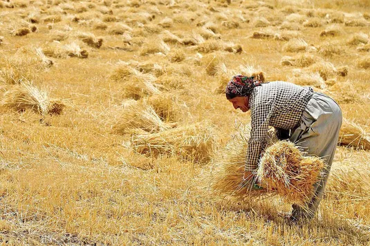 خرید تضمینی گندم به 2 میلیون و 300 هزار تن رسید