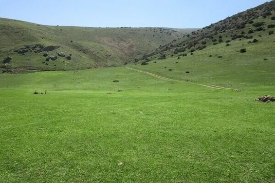 کلزا با حذف ارز ترجیحی پیش خرید شد