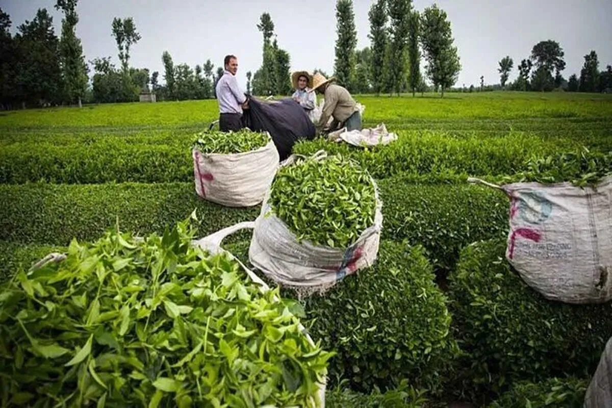 پرداخت تسهیلات کم‌بهره به چای‌کاران آغاز شد