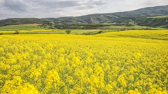 واردکنندگان دانه&zwnj;های روغنی کشاورز می&zwnj;شوند؟