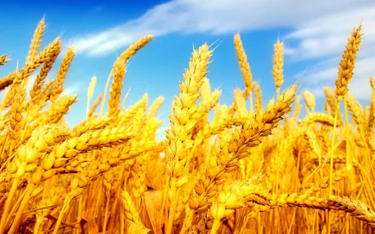 خوداتکایی گندم امسال هم تثبیت می&zwnj;شود
